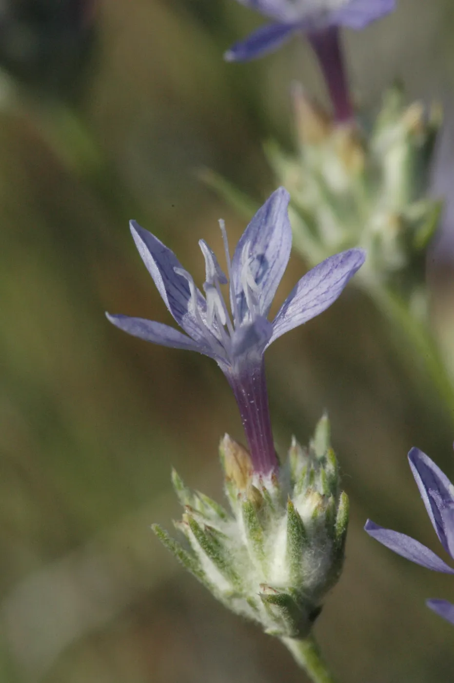 Eriastrum densifolium ssp. elongatum