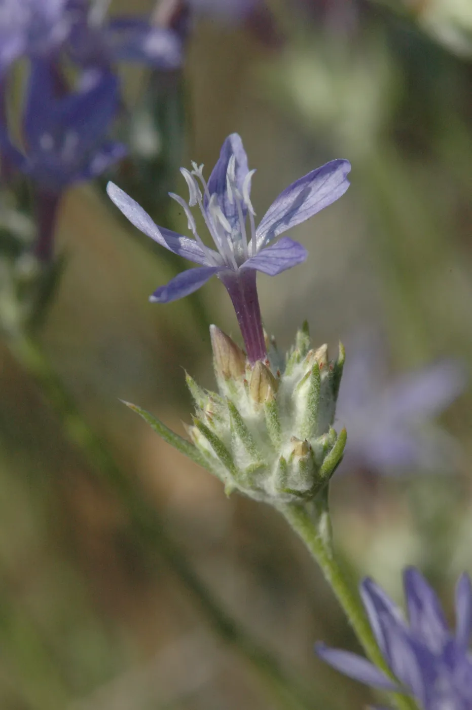 Emmenanthe penduliflora var. penduliflora