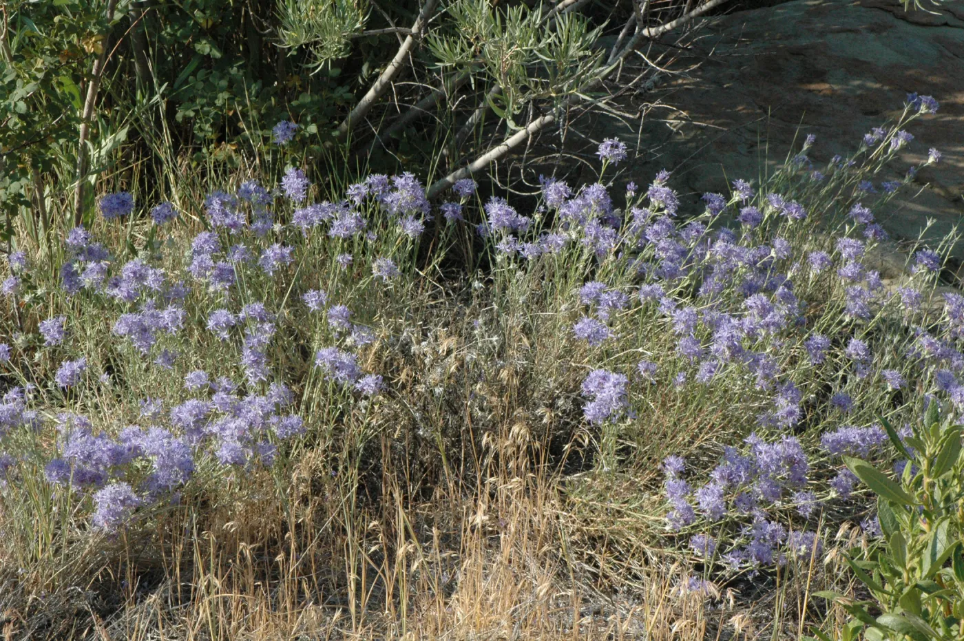Eriastrum densifolium ssp. elongatum