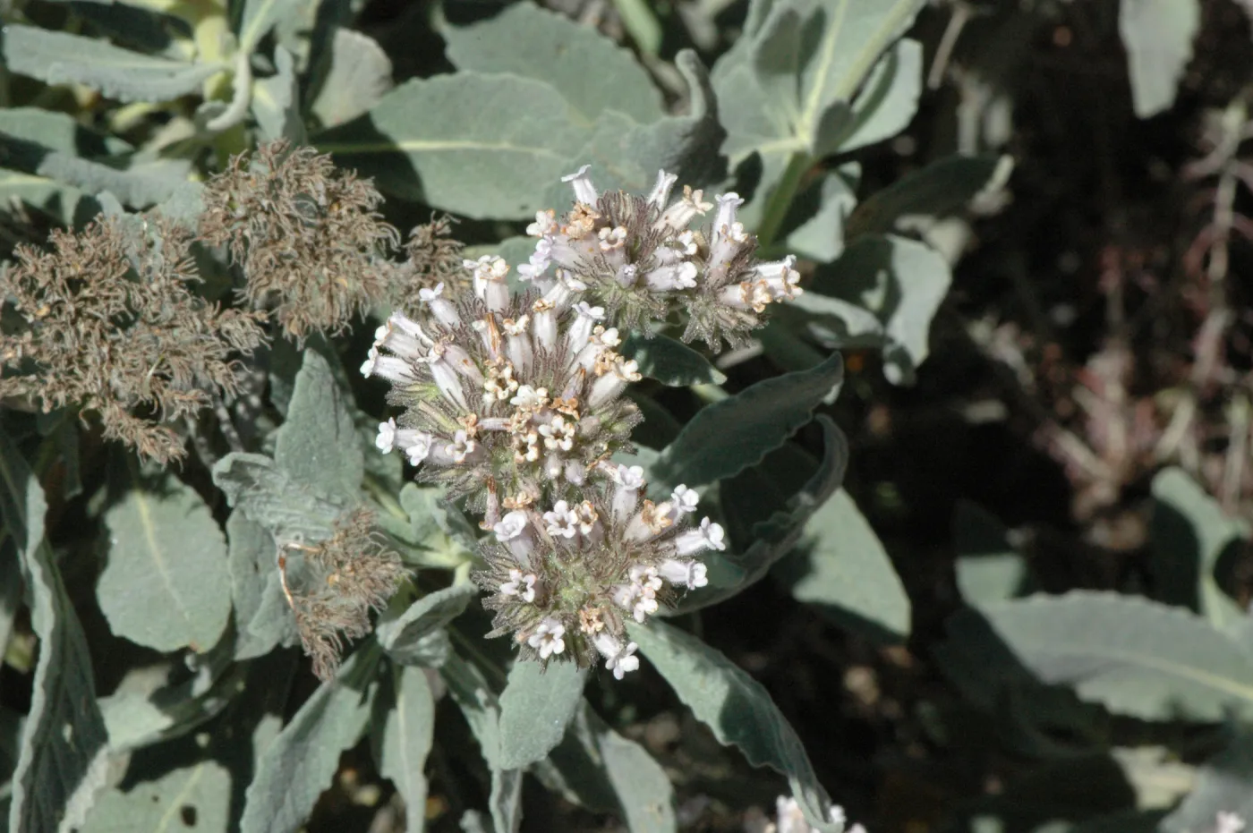 Eriodictyon traskiae