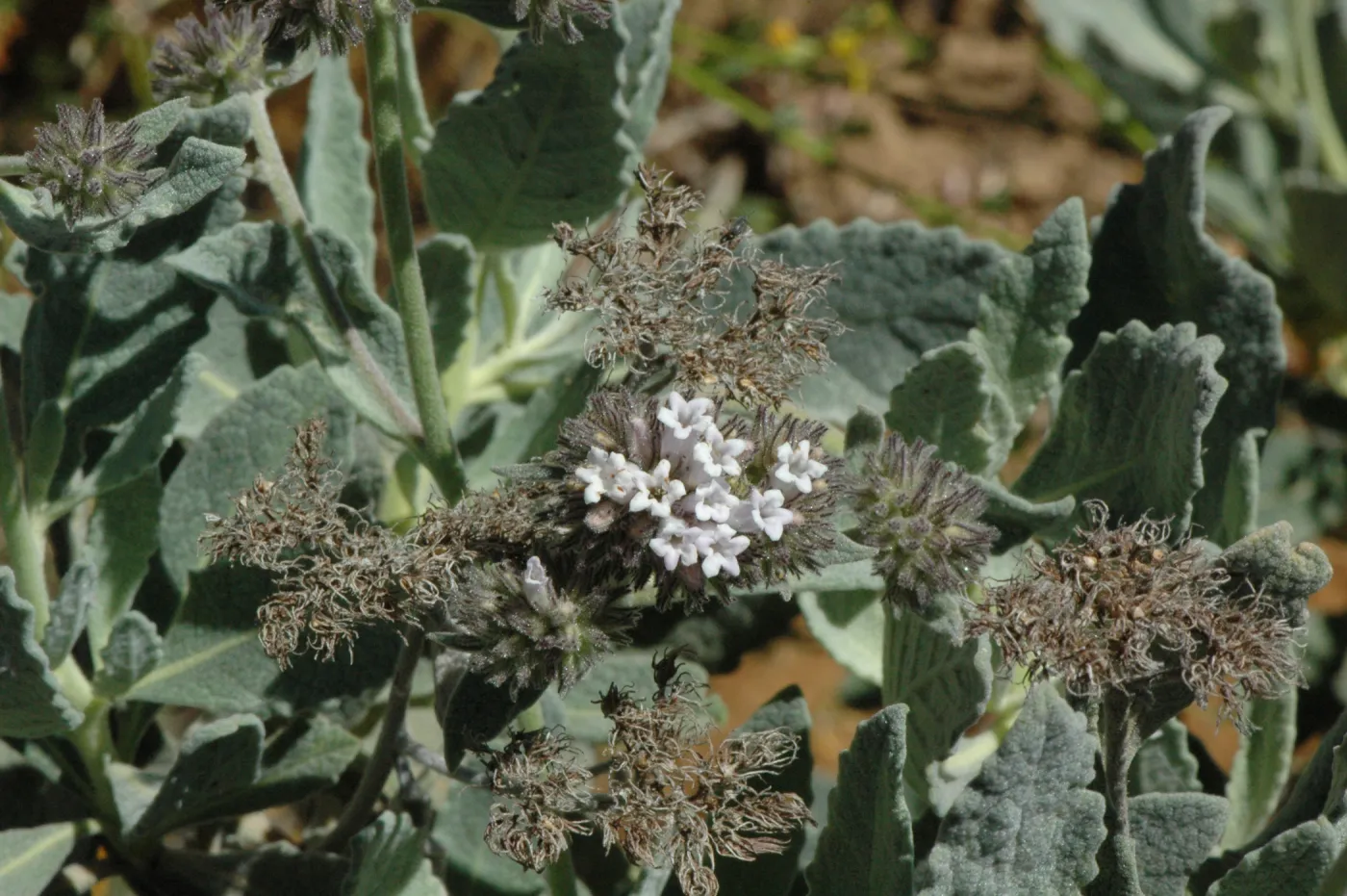 Eriodictyon traskiae