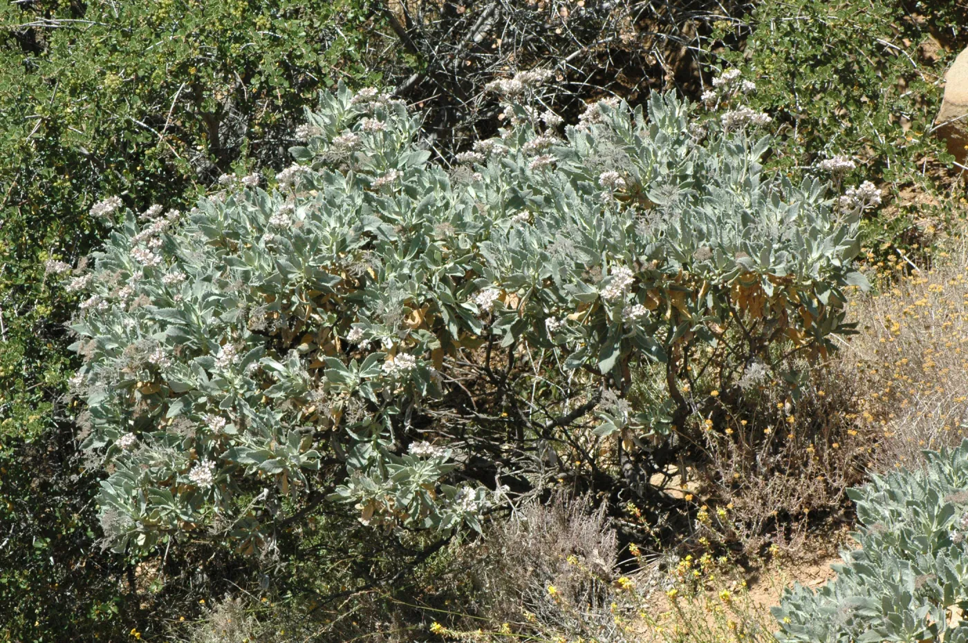 Eriodictyon traskiae