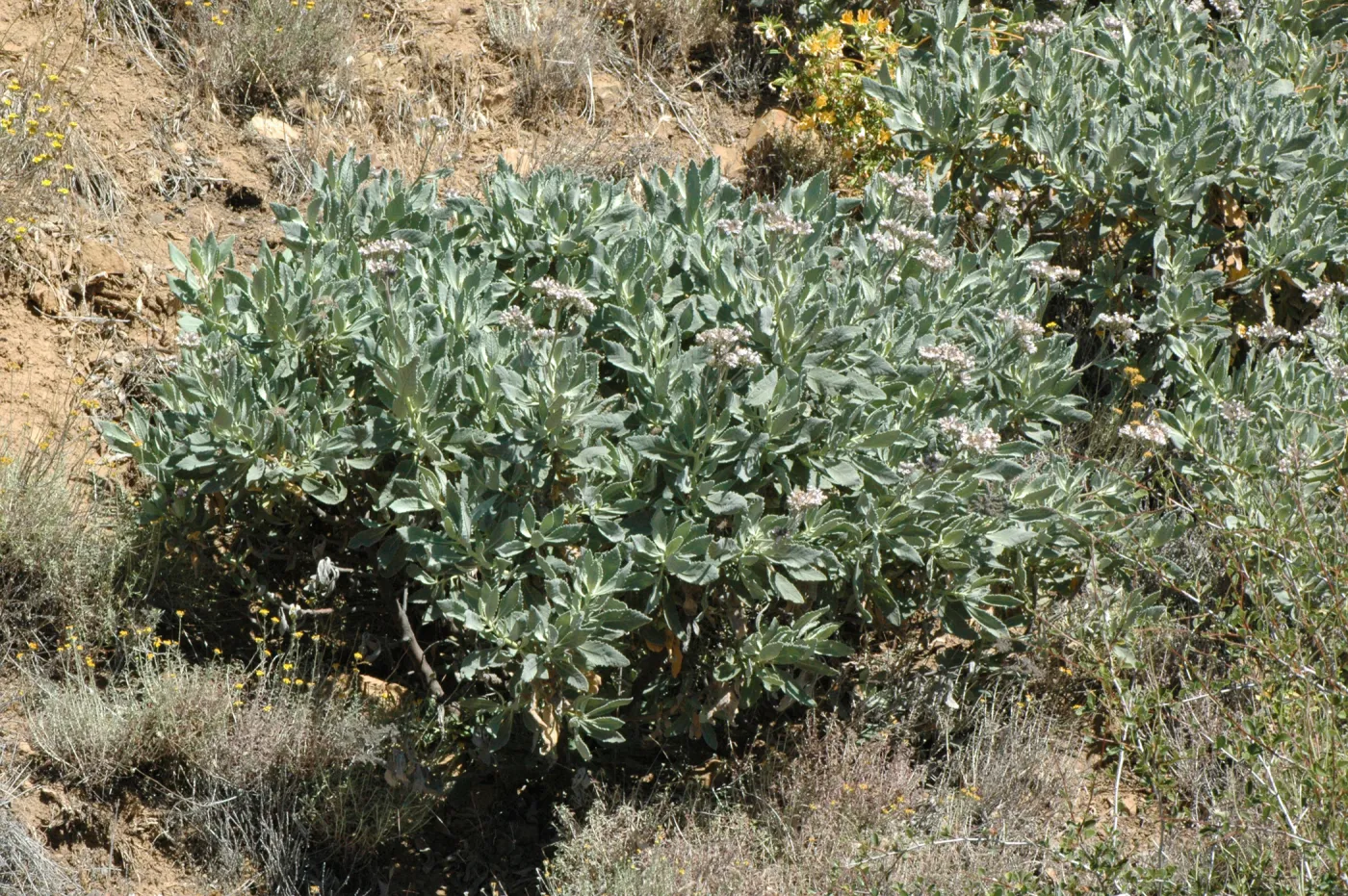 Eriodictyon traskiae