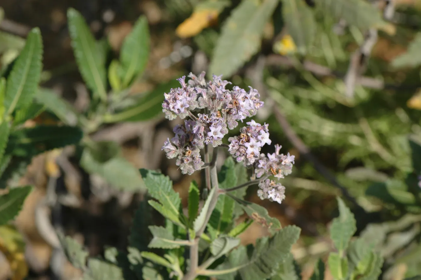 Eriodictyon trichocalyx