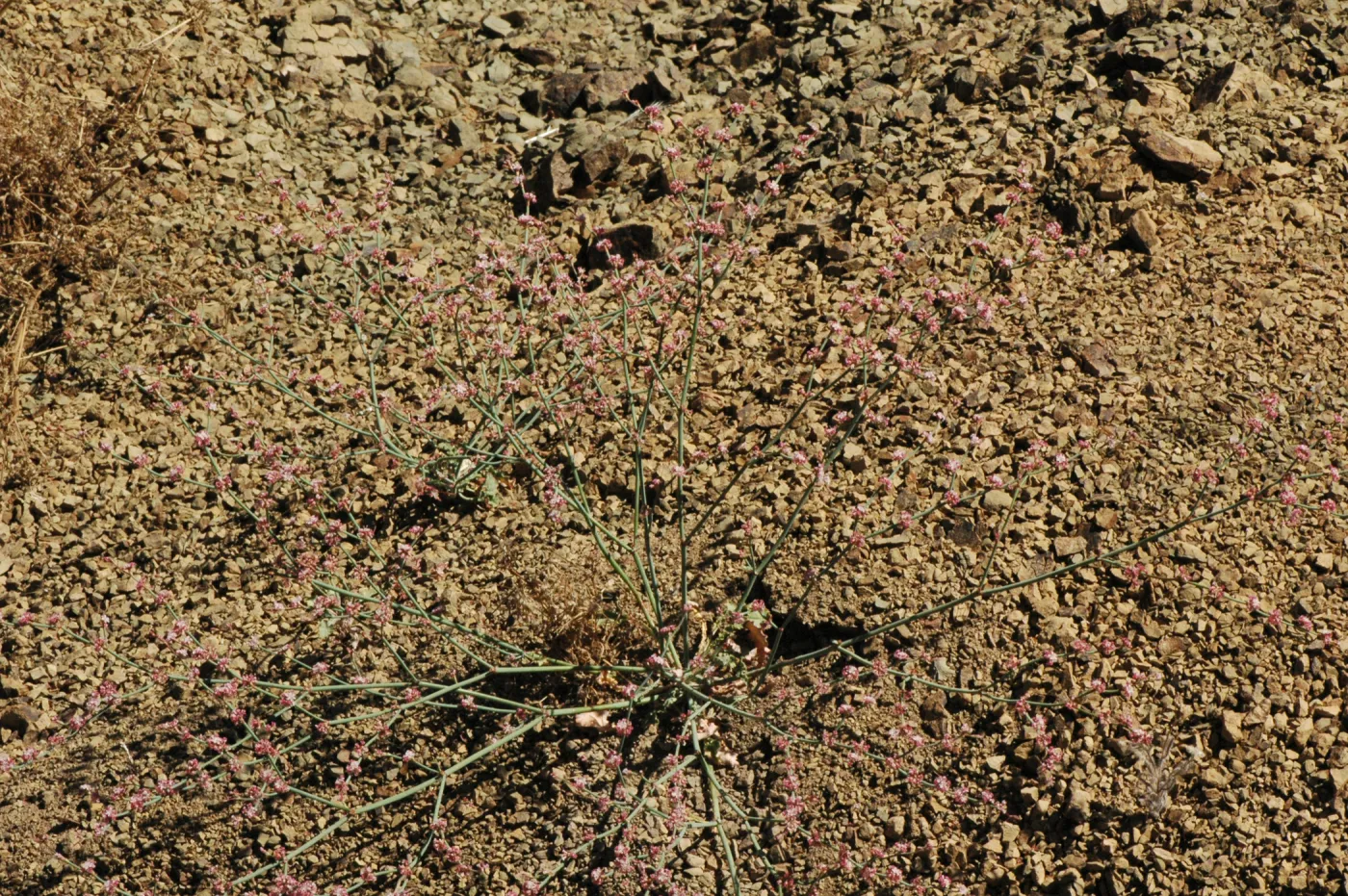 Eriogonum cithariforme (Cithara Buckwheat)