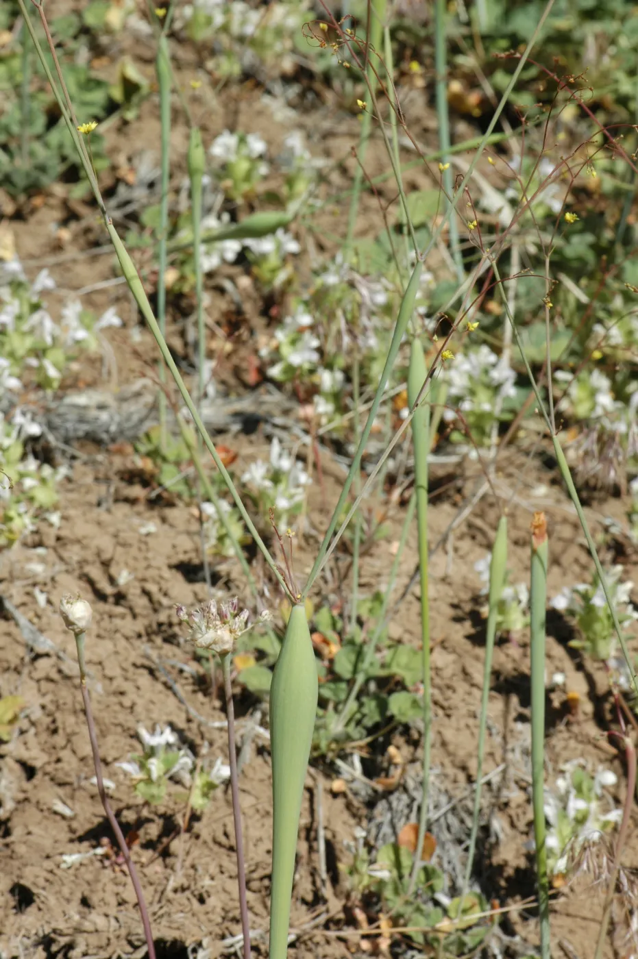 Eriogonum clavatum
