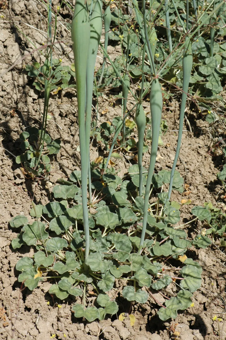 Eriogonum clavatum