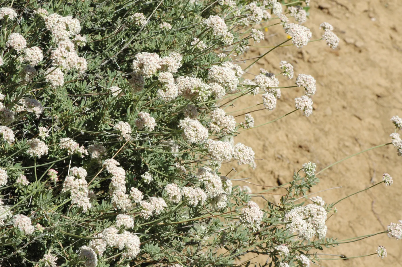 Eriogonum fasciculatum var. foliolosum