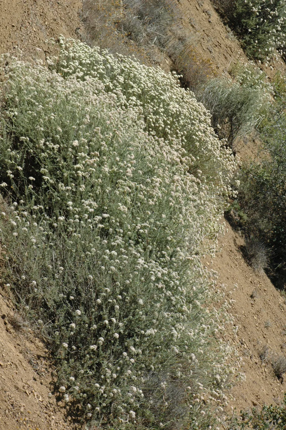 Eriogonum fasciculatum var. foliolosum