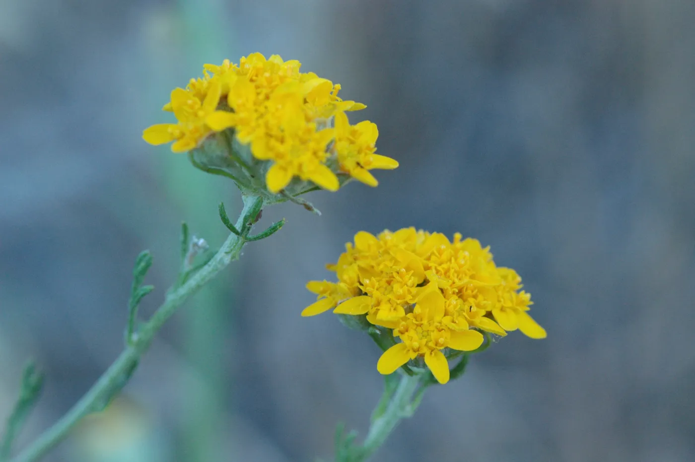 Eriophyllum confertiflorum