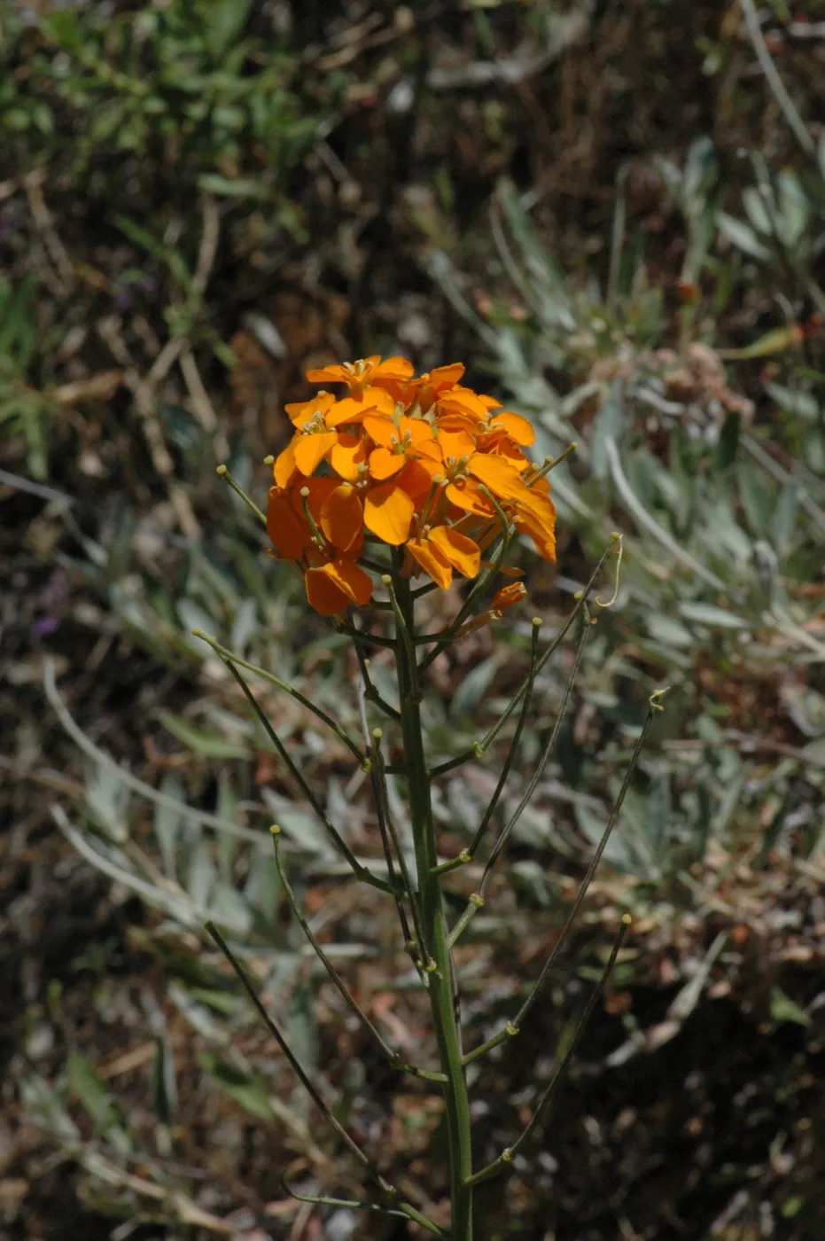 Erysimum capitatum