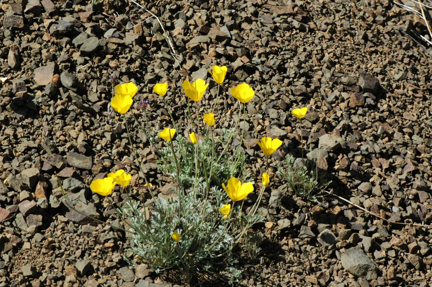 Eschscholtzia caespitosa