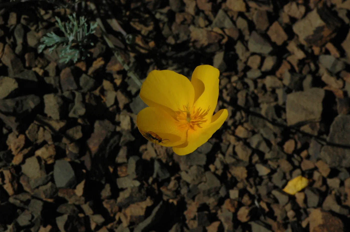 Eschscholtzia caespitosa