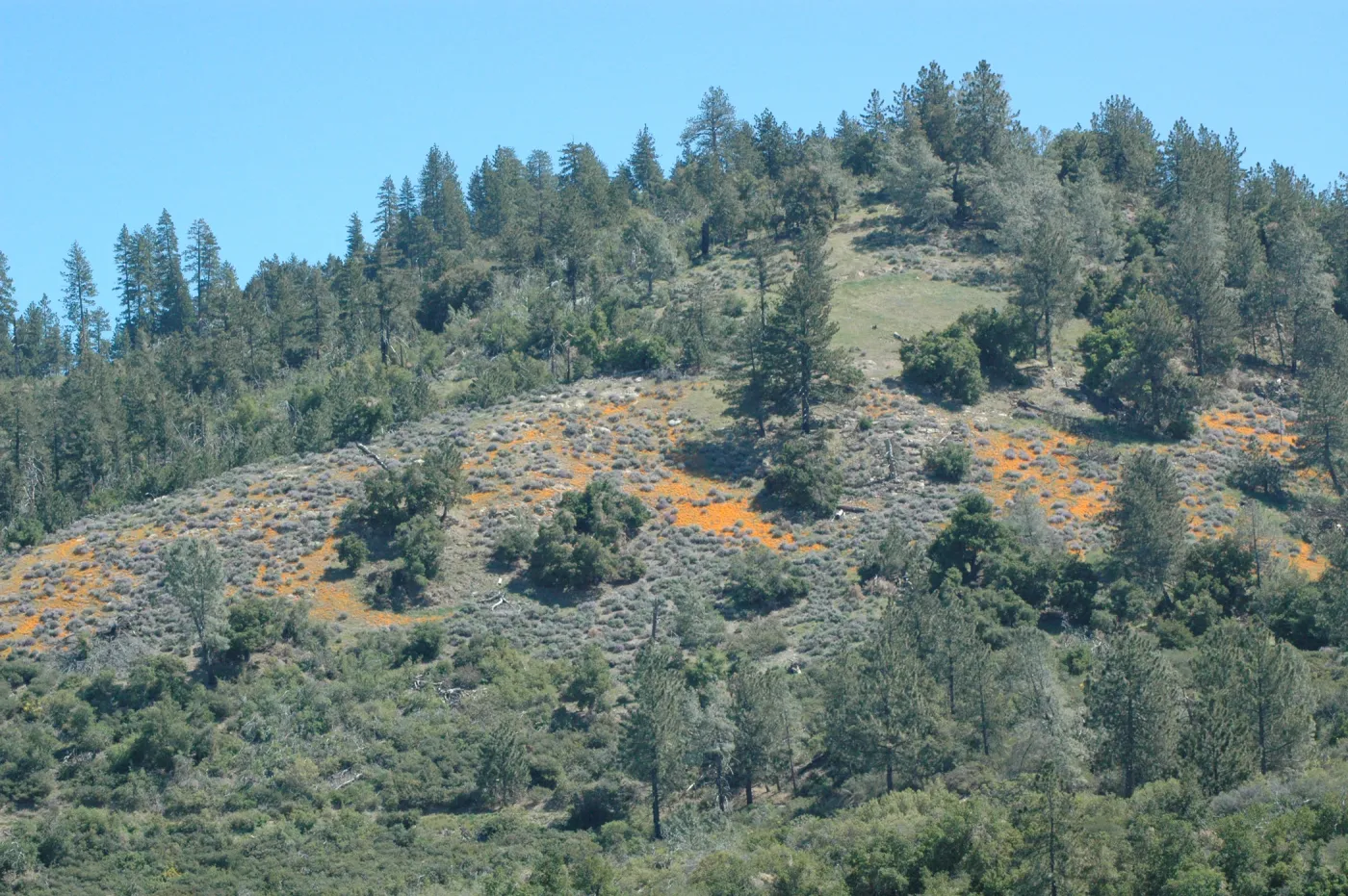 Figueroa Mountain wildflower display