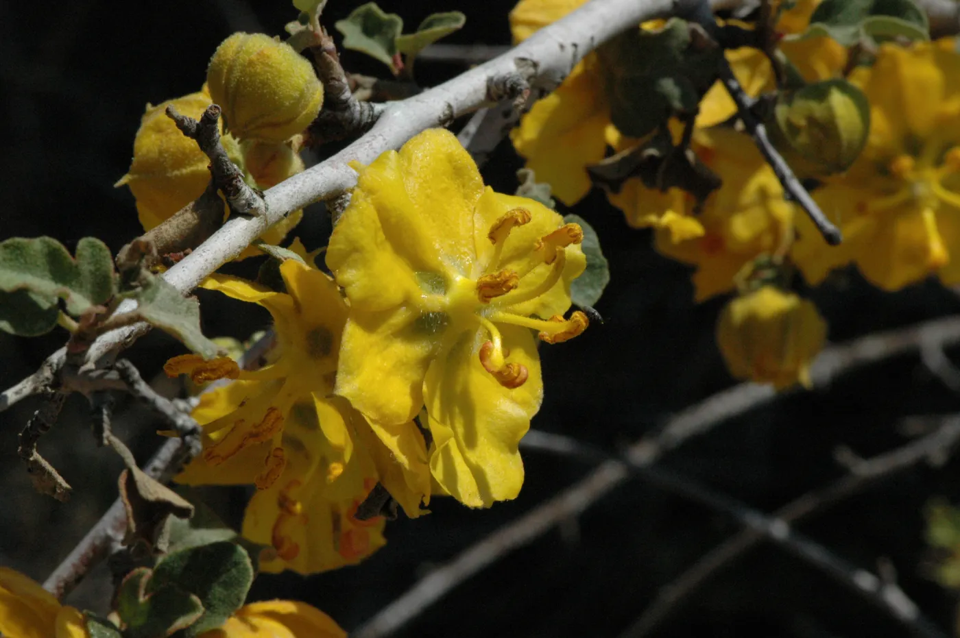Fremontodendron californicum