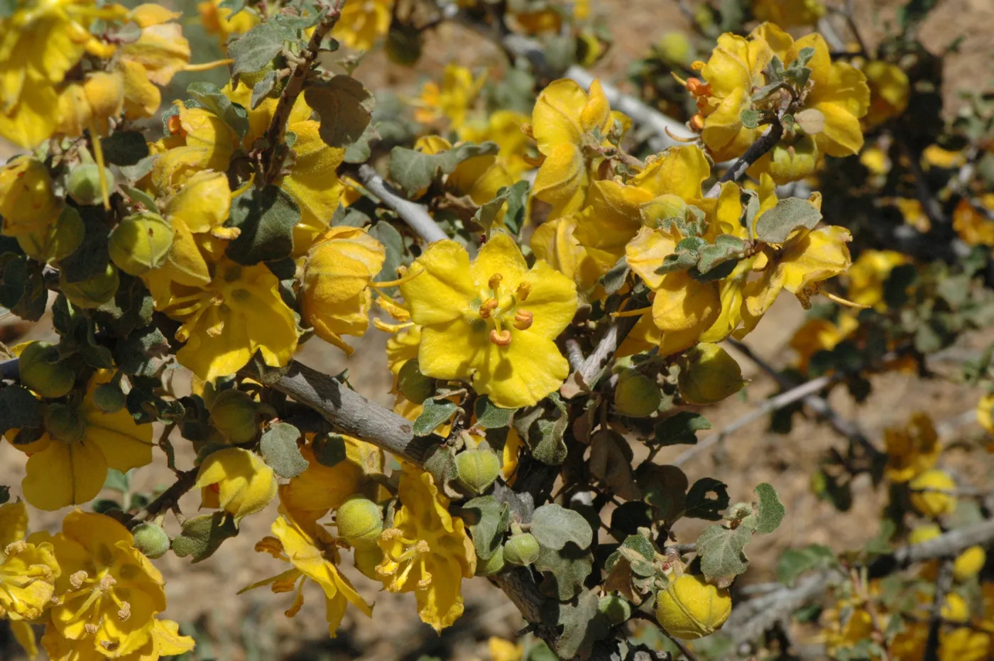 Fremontodendron californicum