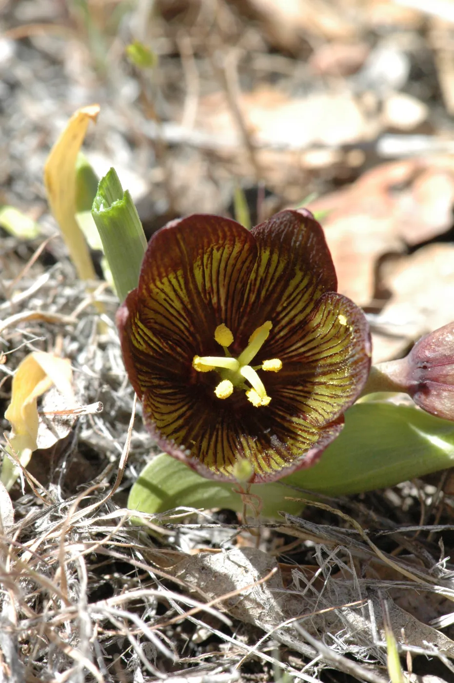 Fritillaria biflora