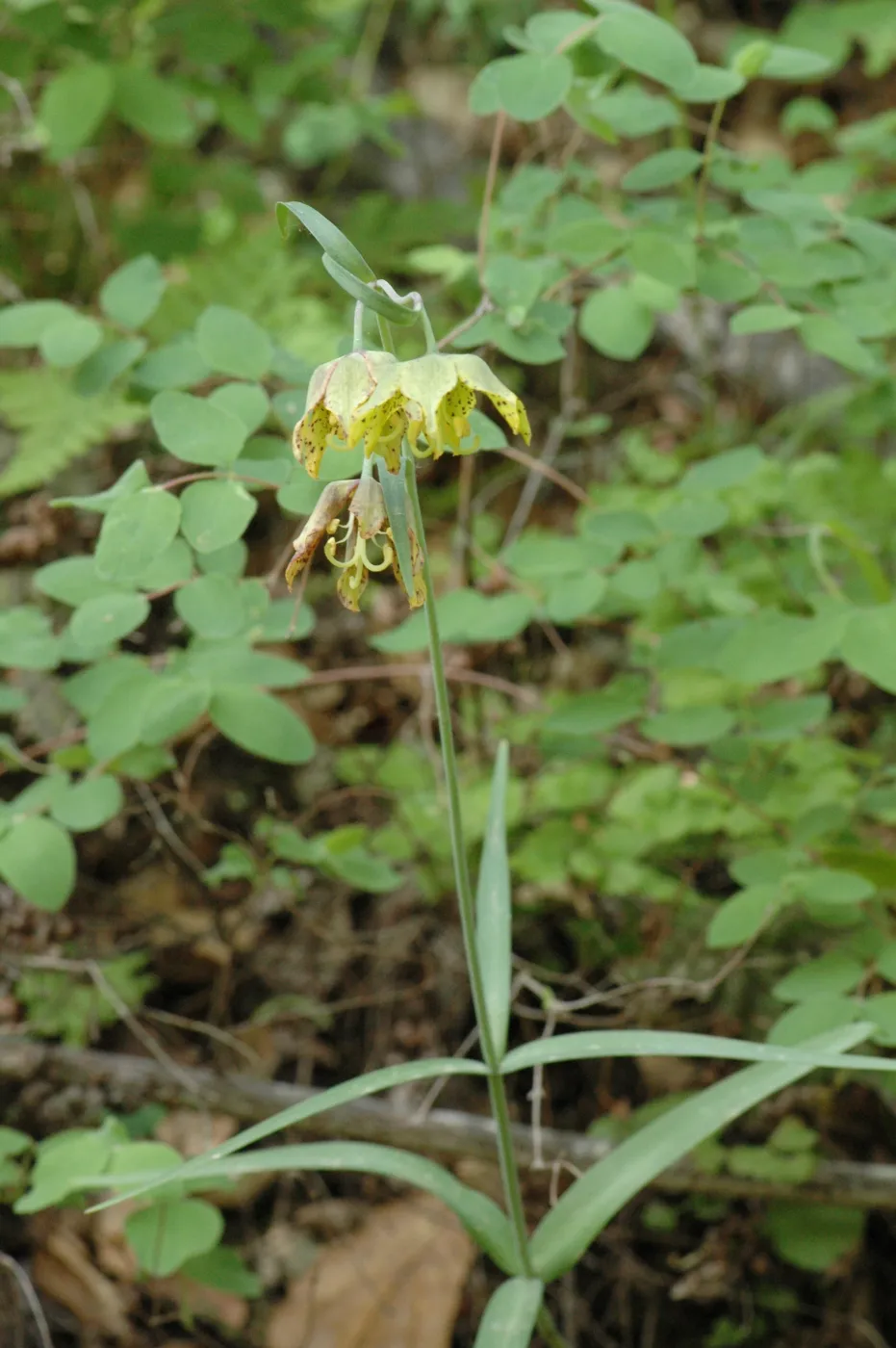 Fritillaria ojaiensis