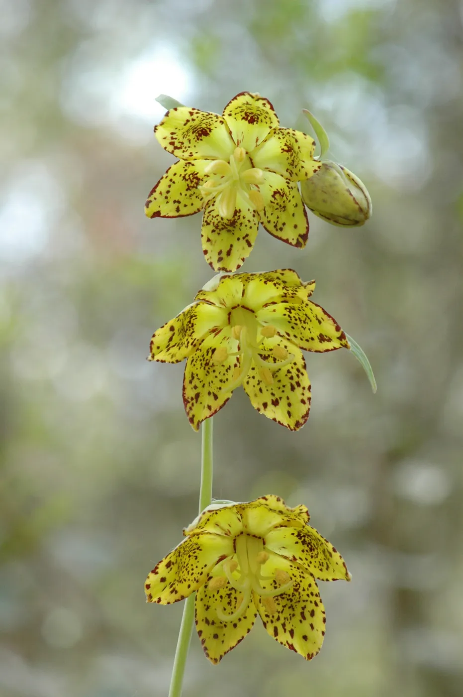 Fritillaria ojaiensis