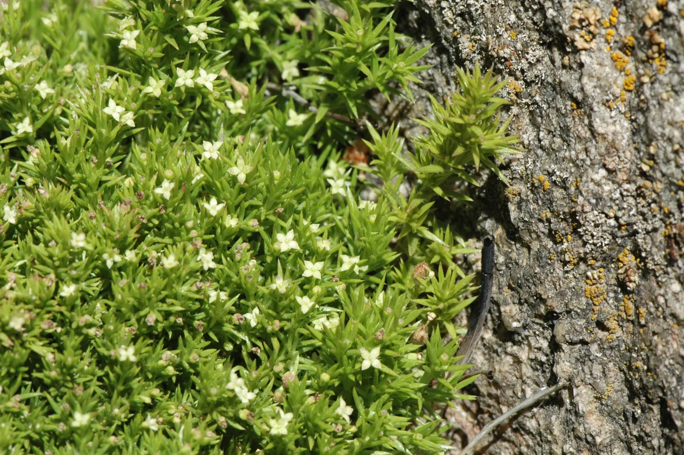 Galium andrewsii ssp. andrewsii
