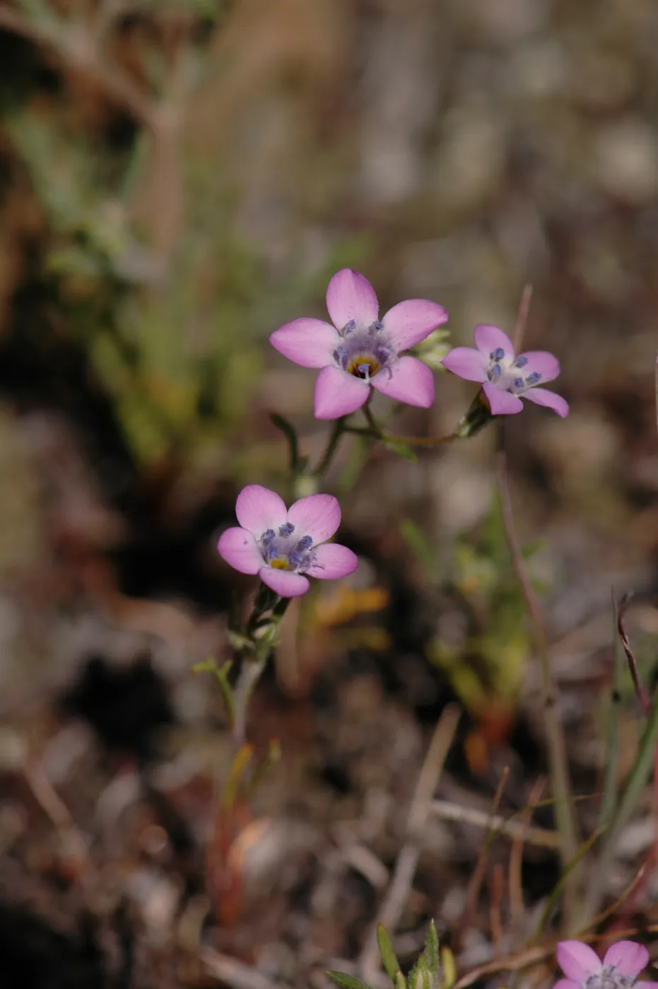 Gilia ochroleuca subsp. bizonata
