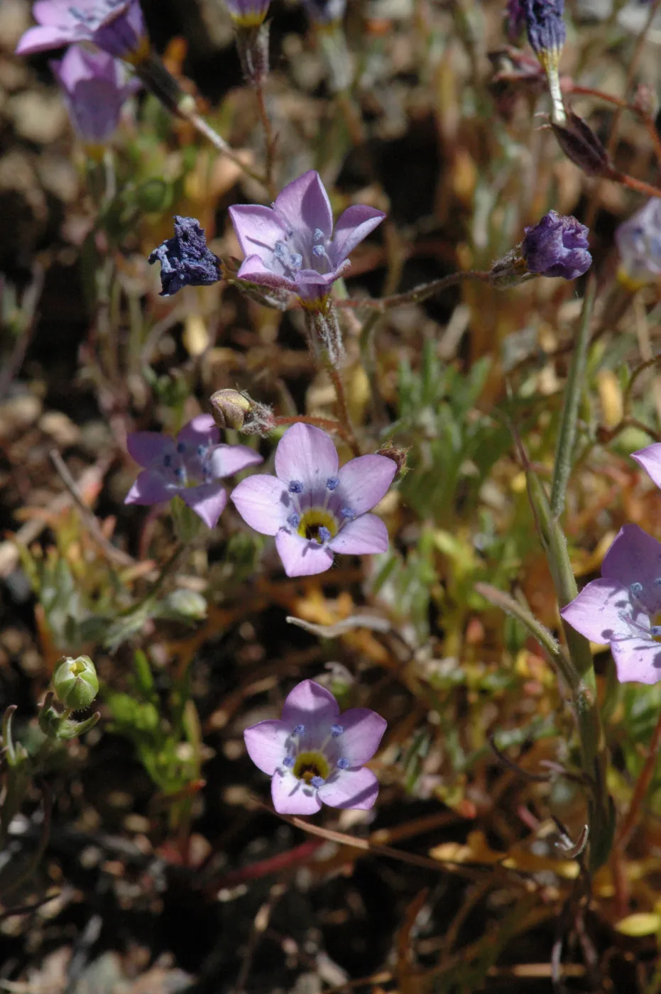 Gilia ochroleuca subsp. bizonata