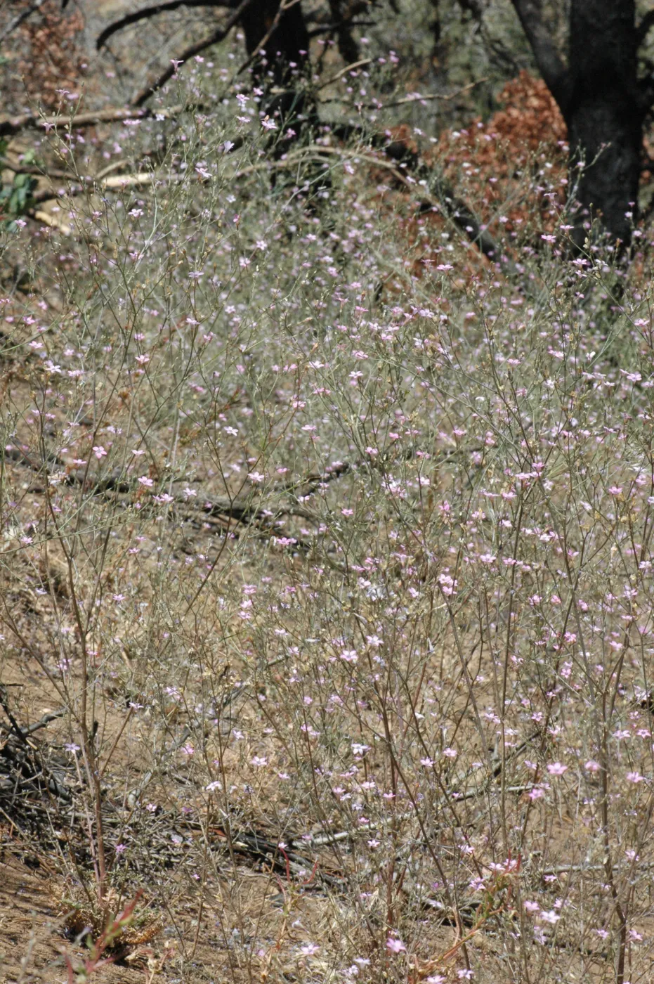 Gilia splendens subsp. grantii