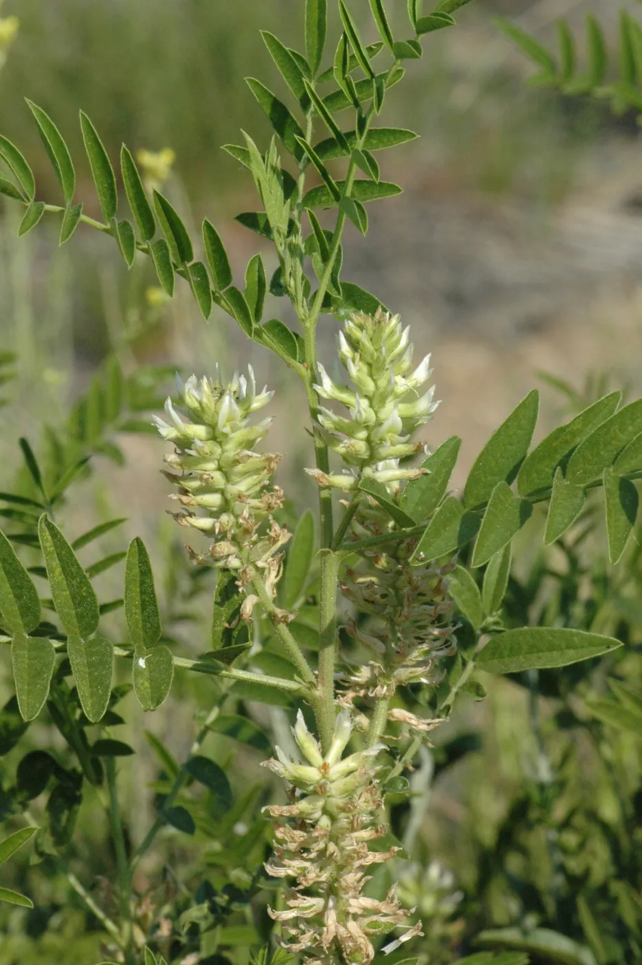 Glycyrrhiza lepidota