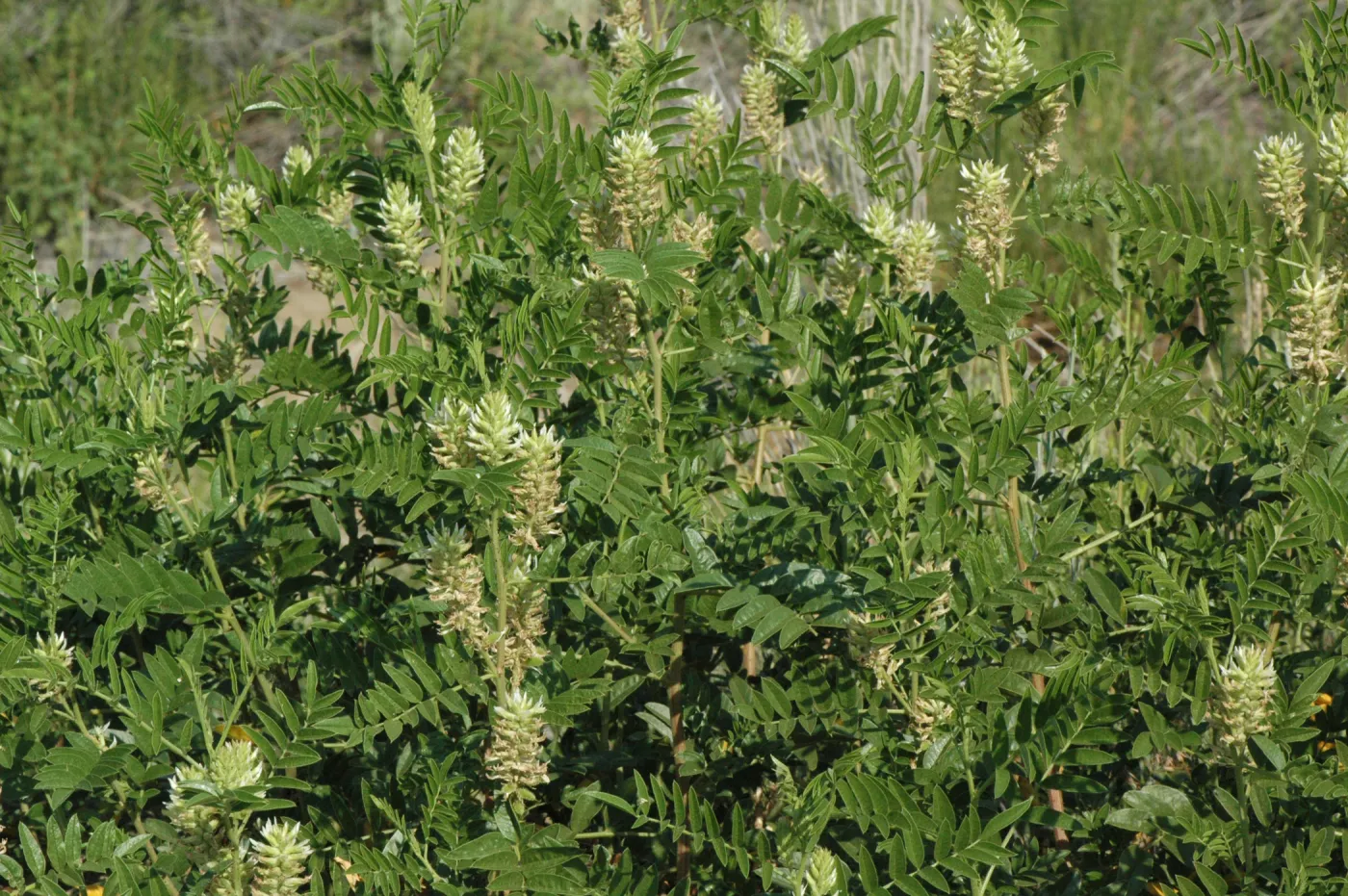 Glycyrrhiza lepidota