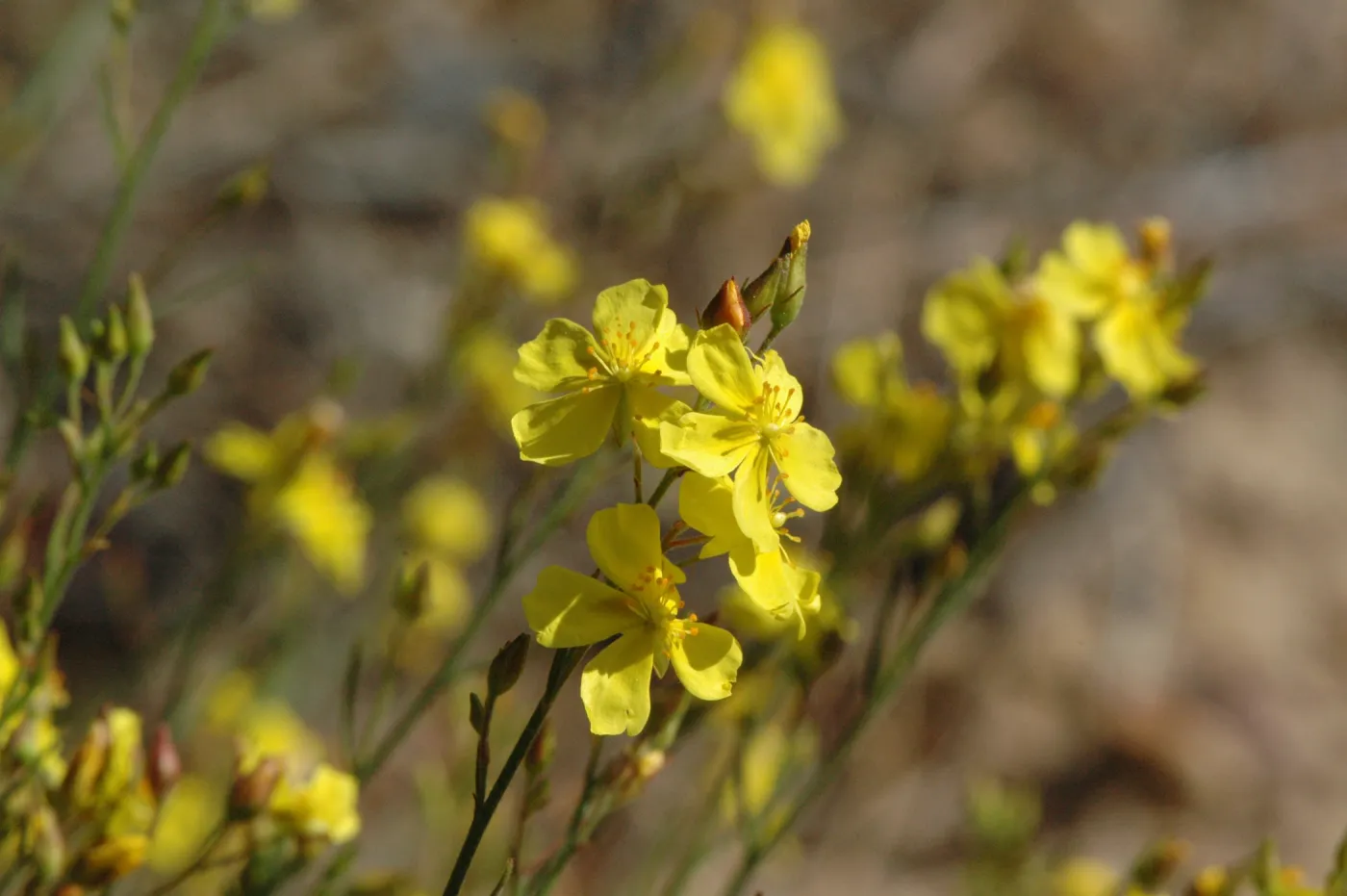 Helianthemum scoparium