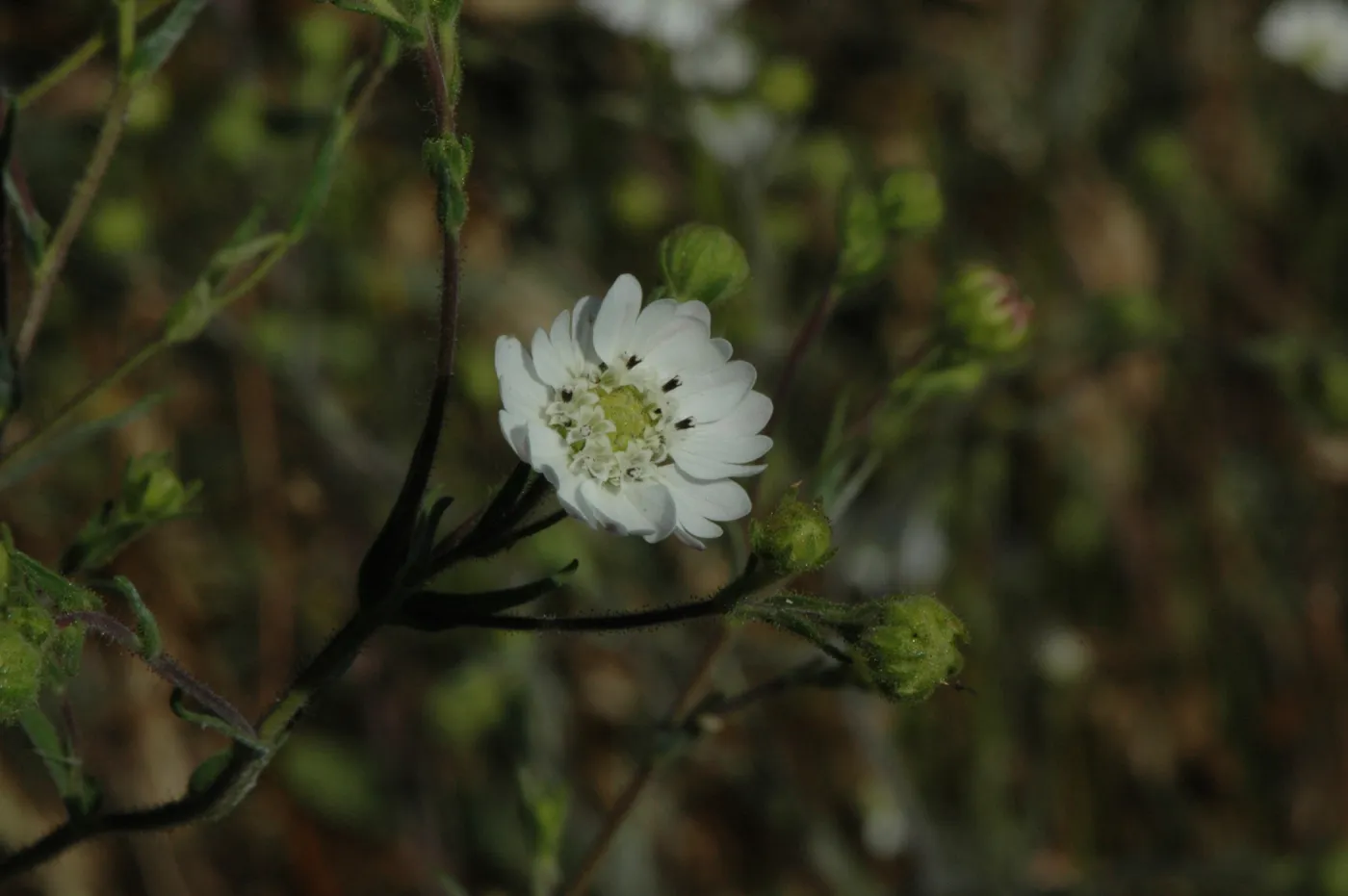 Hemizonia congesta subsp. luzuilfolia