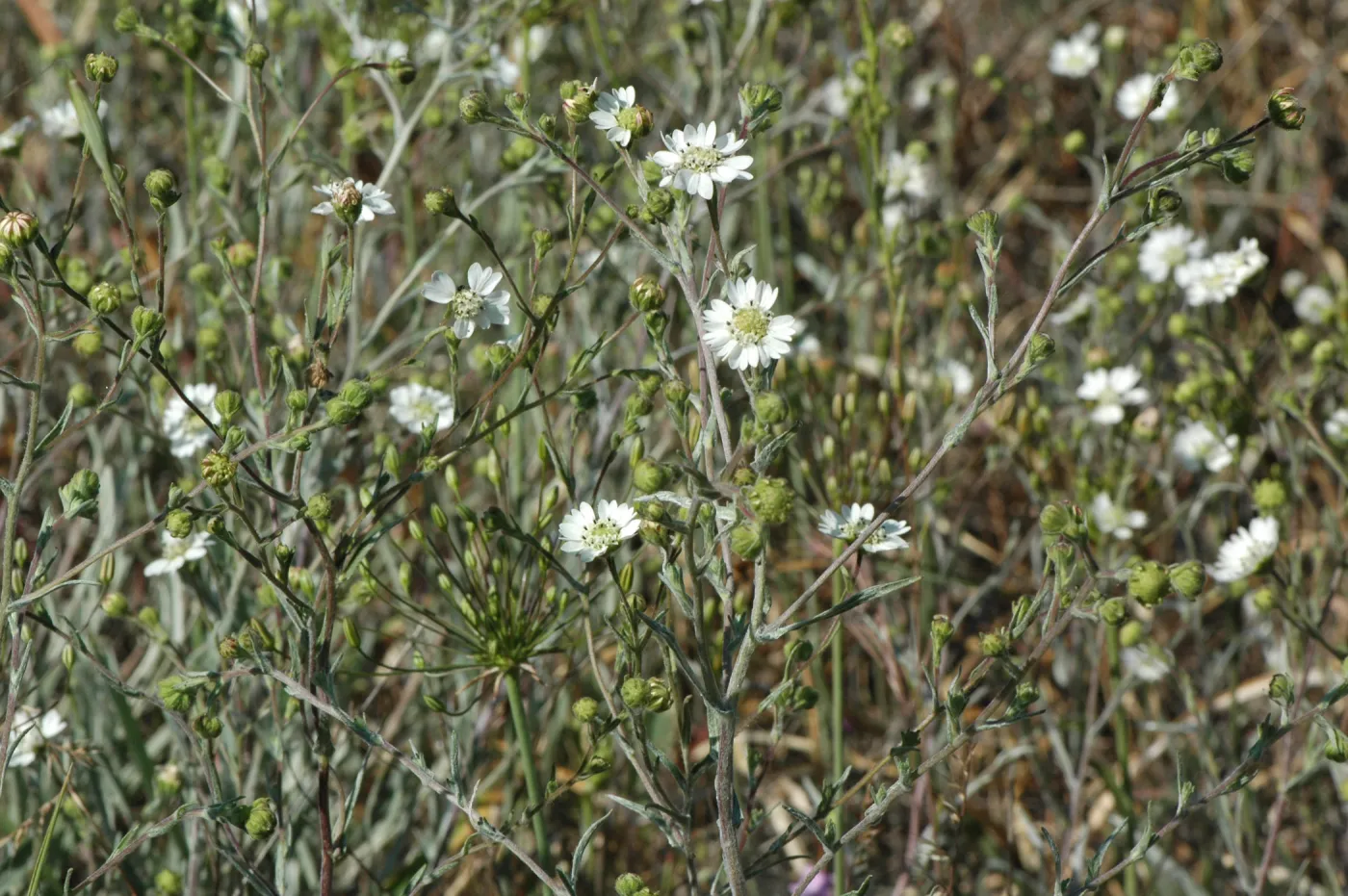Hemizonia congesta subsp. luzuilfolia