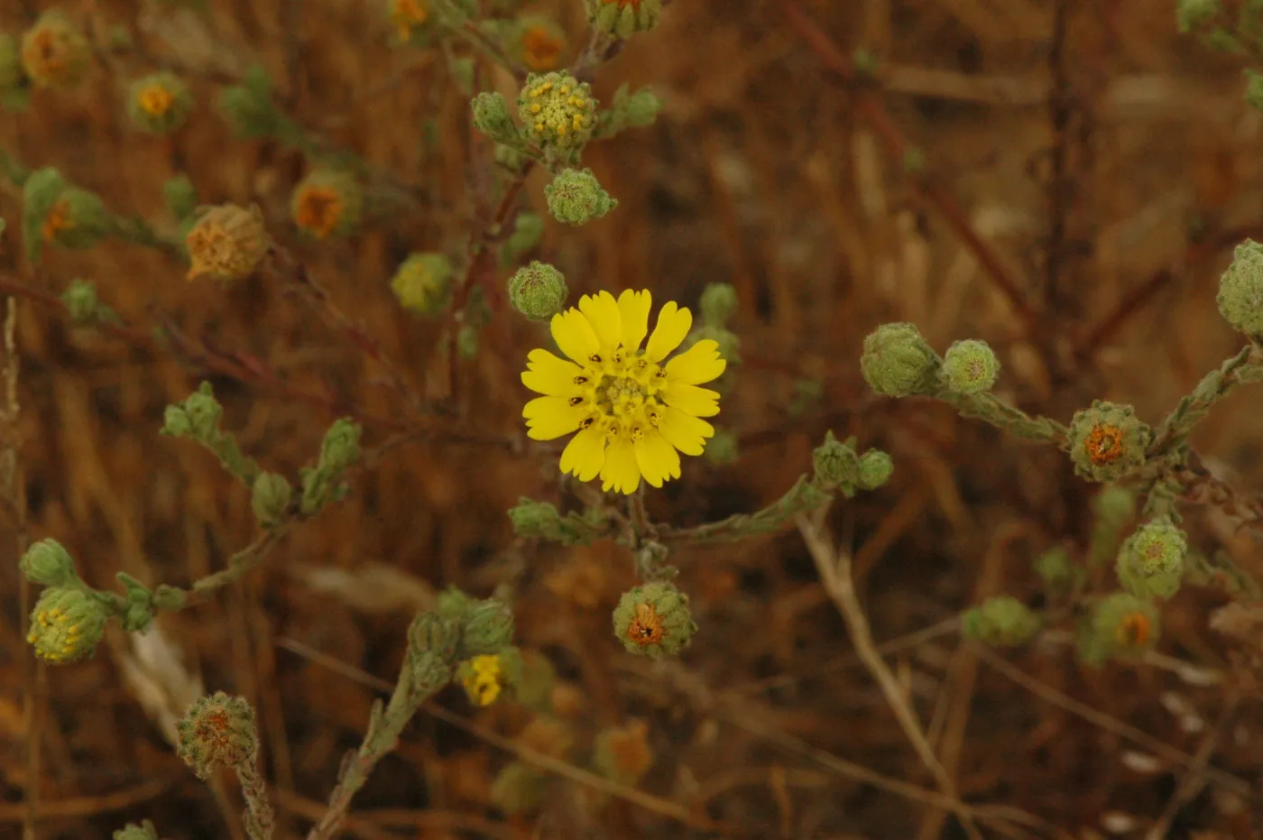 Hemizonia increscens subsp. increscens