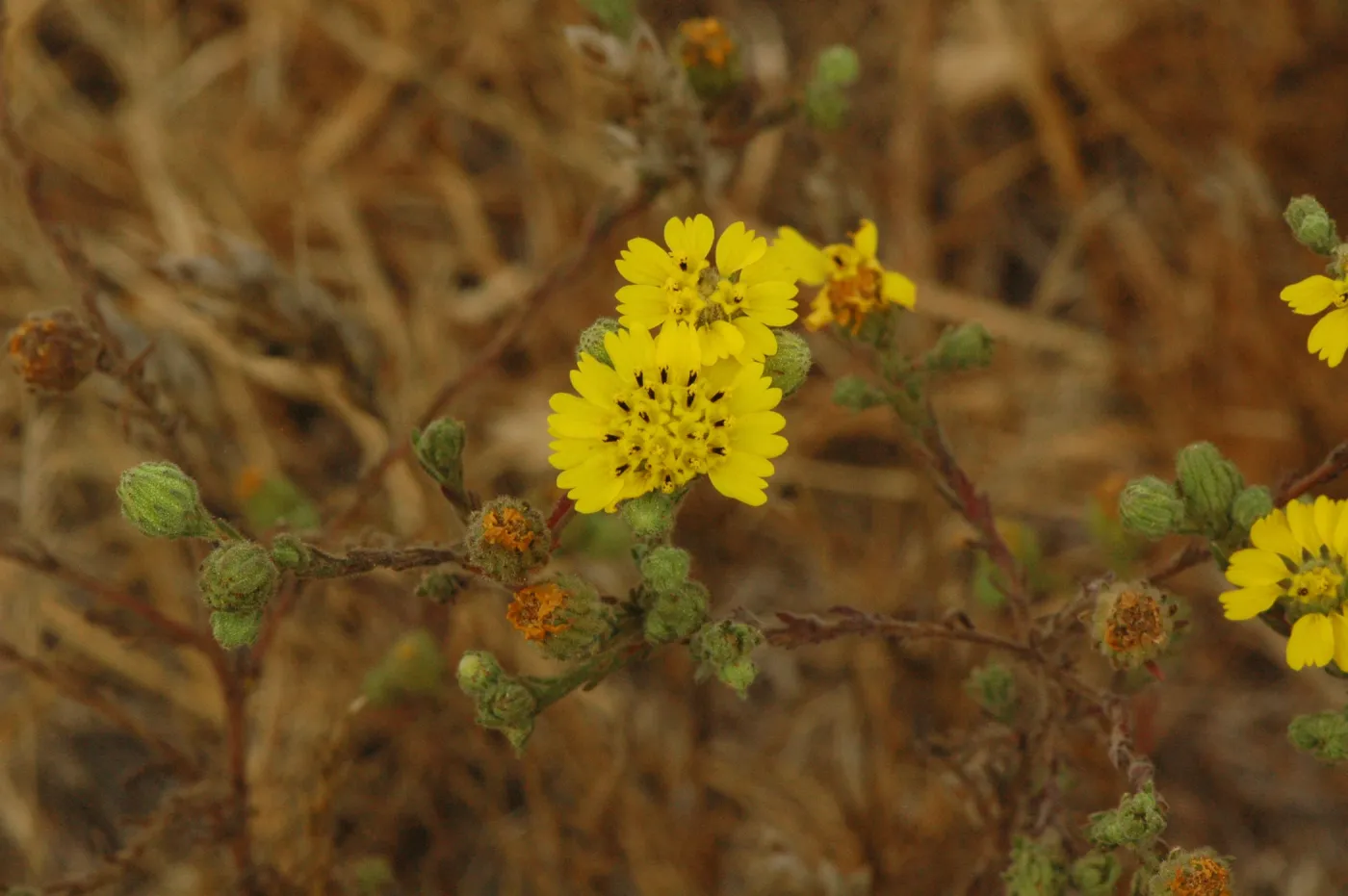 Hemizonia increscens subsp. increscens