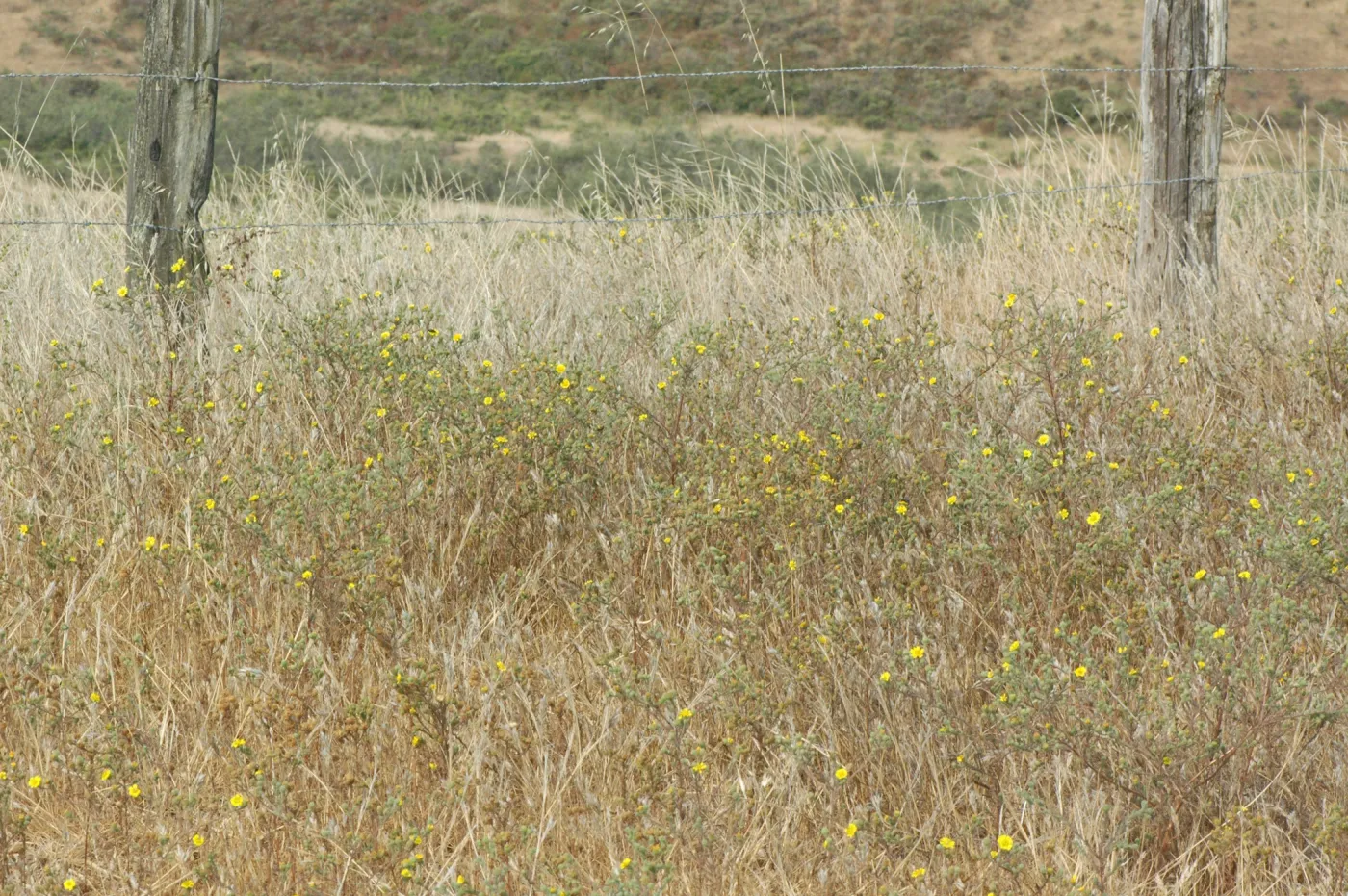 Hemizonia increscens subsp. increscens