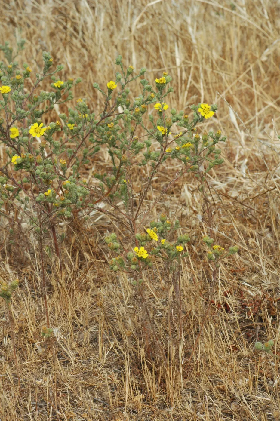 Hemizonia increscens subsp. increscens