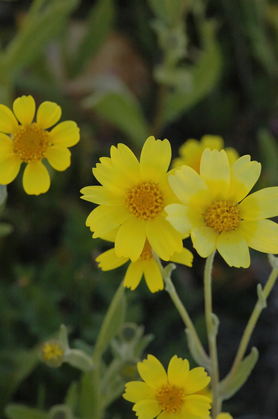 Isocoma menziesii var. vernonioides