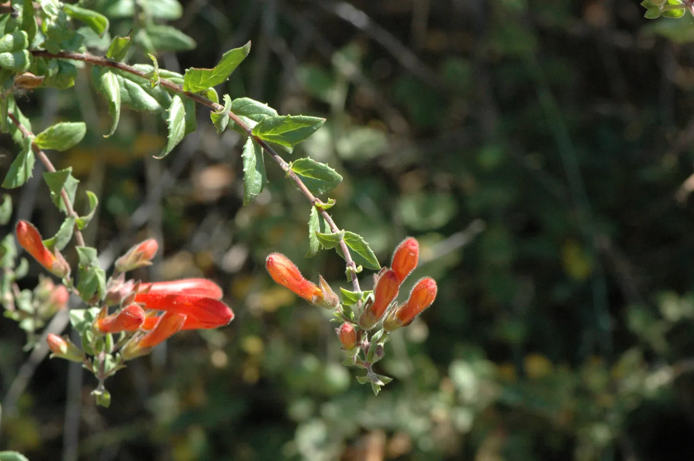 Keckiella breviflora