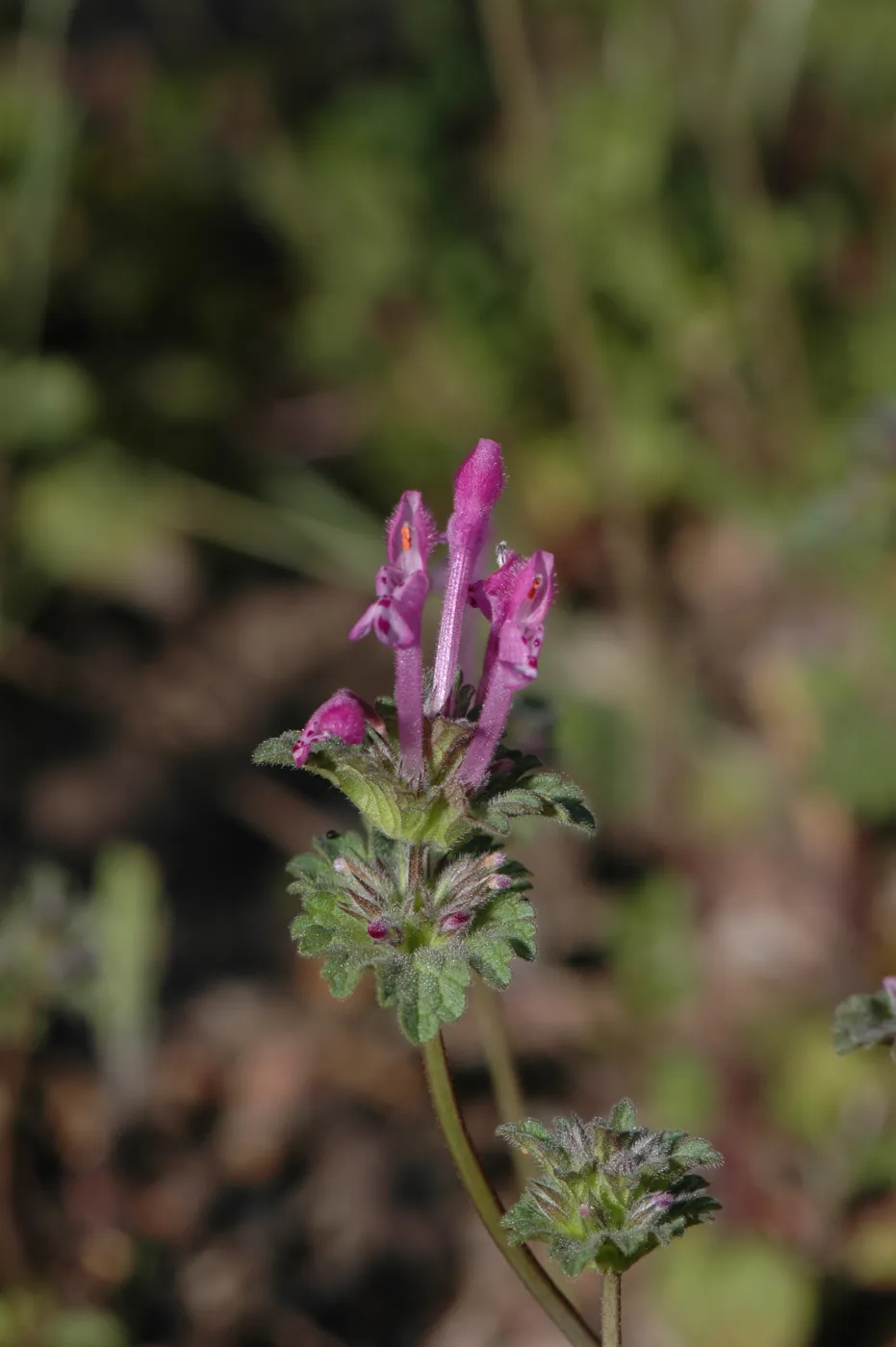 Lamium amplexicaule