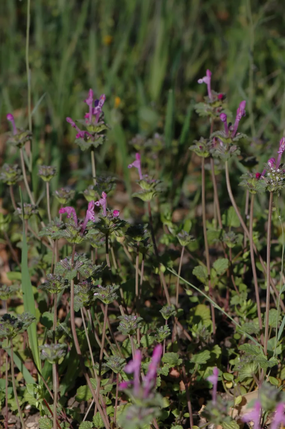 Lamium amplexicaule