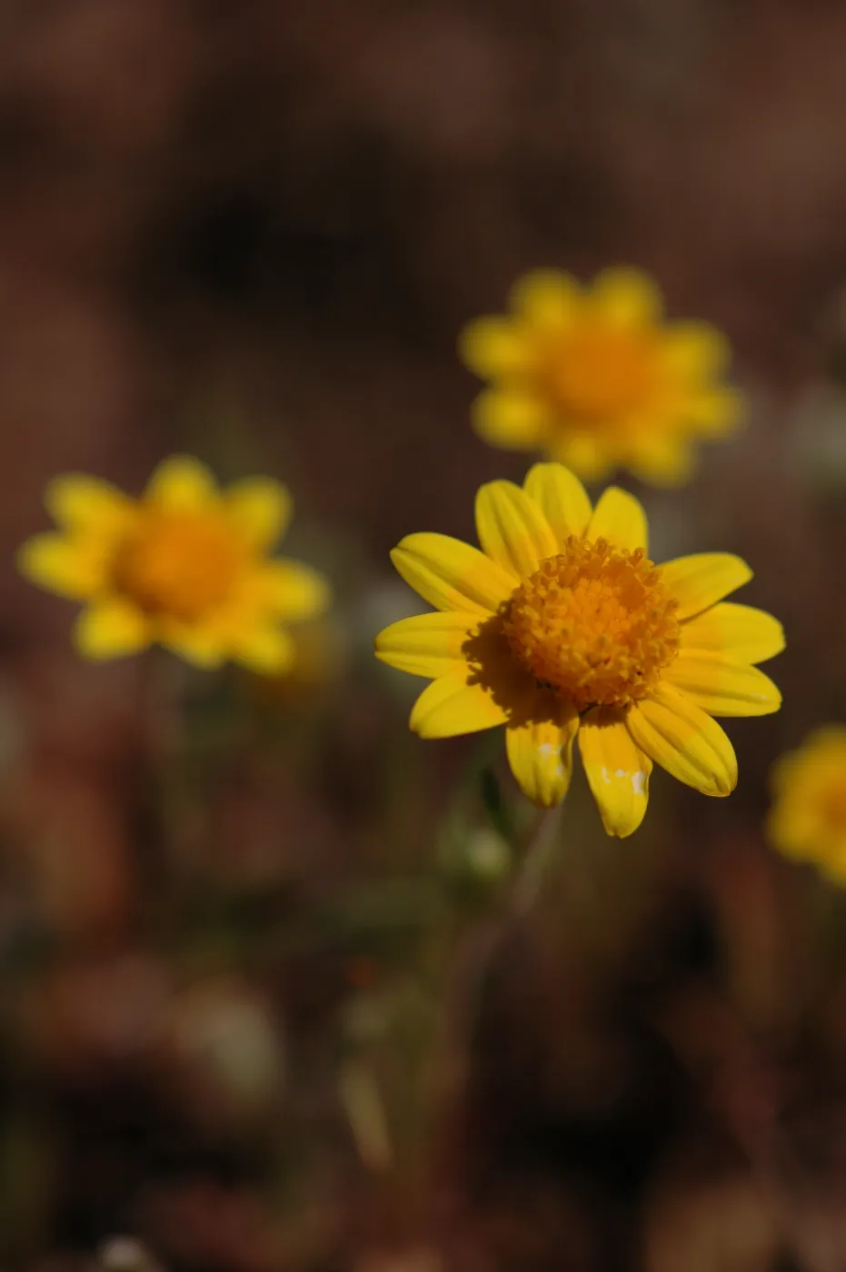 Lasthenia californica
