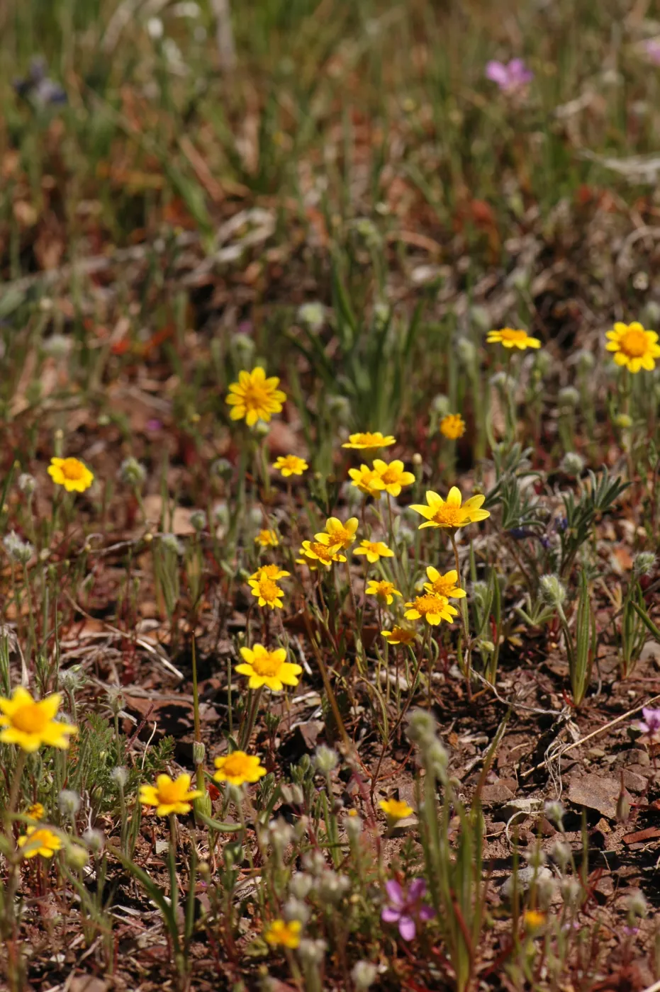 Lasthenia californica