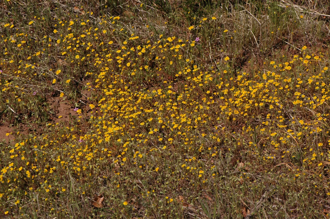 Lasthenia californica