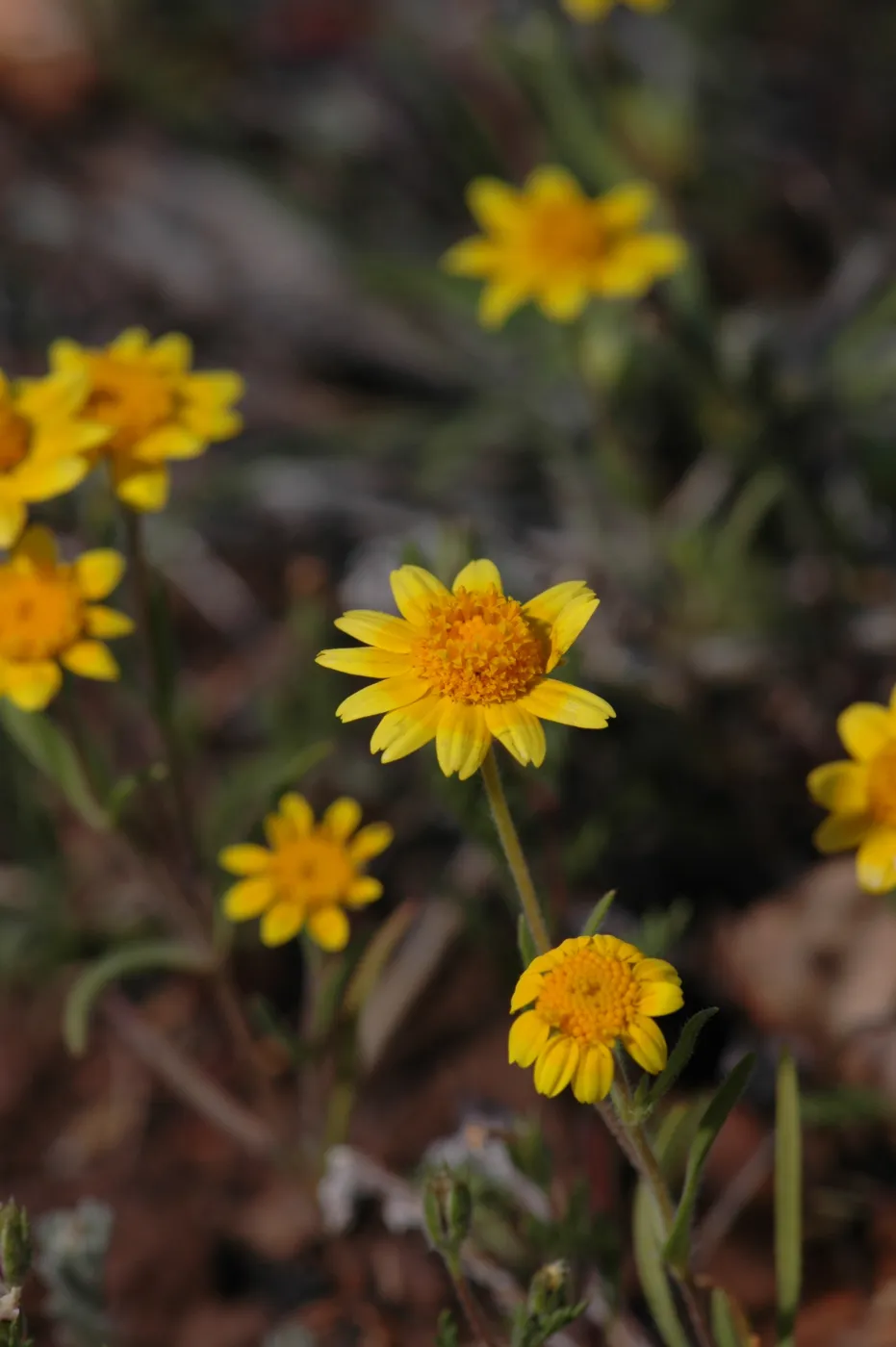 Lasthenia californica