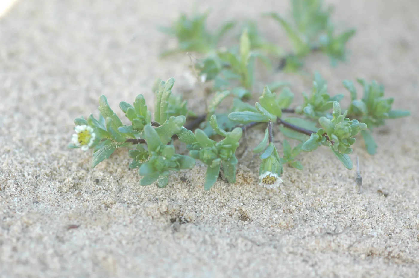 Layia carnosa