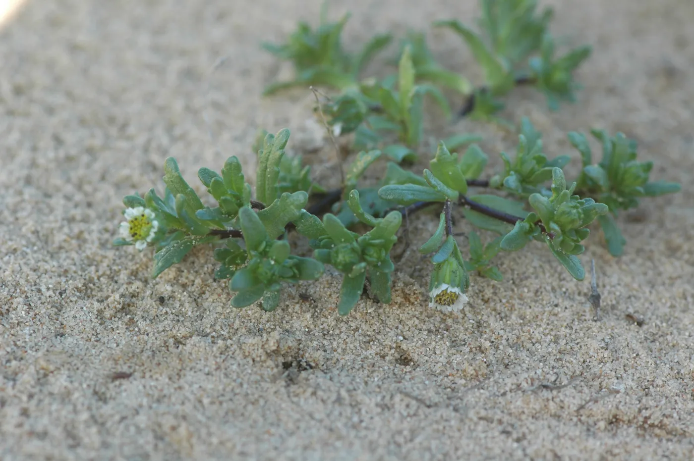 Layia carnosa