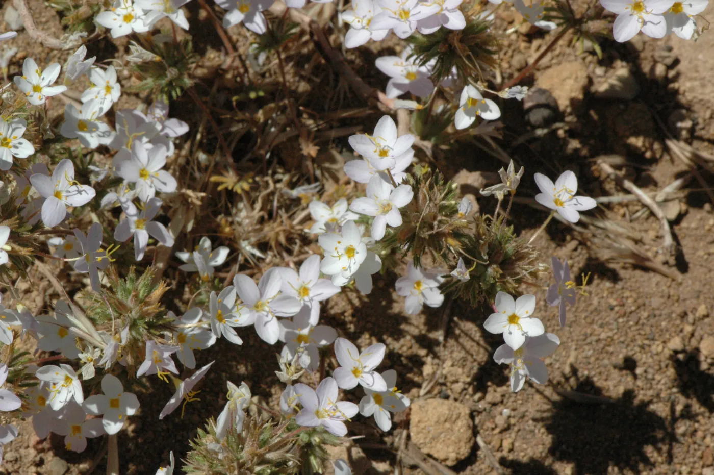 Linanthus parviflorus