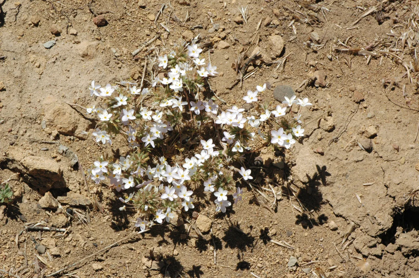 Linanthus parviflorus