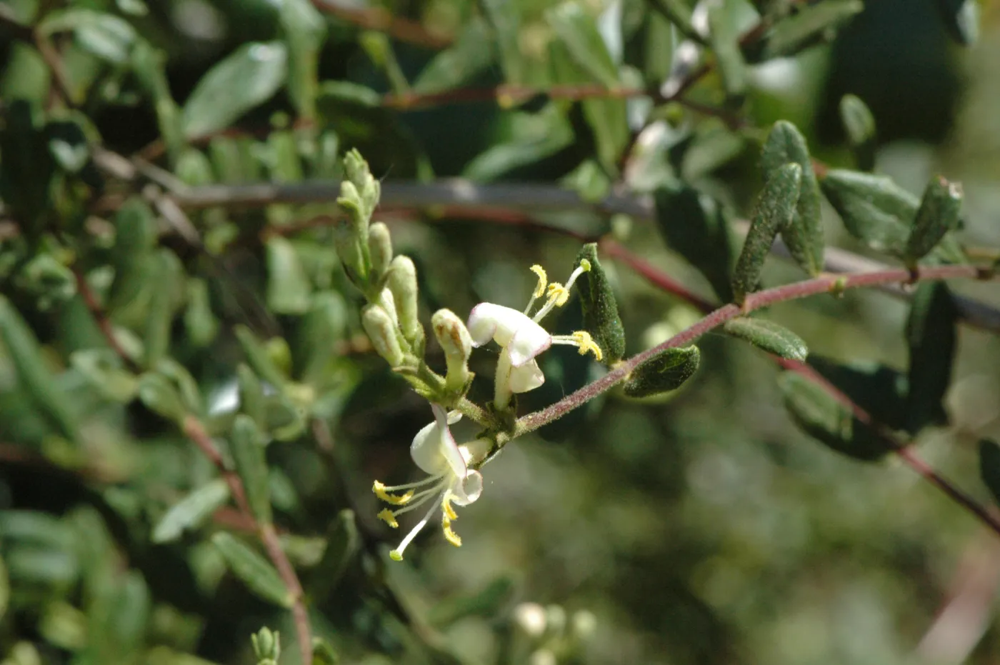 Lonicera subspicata var. subspicata