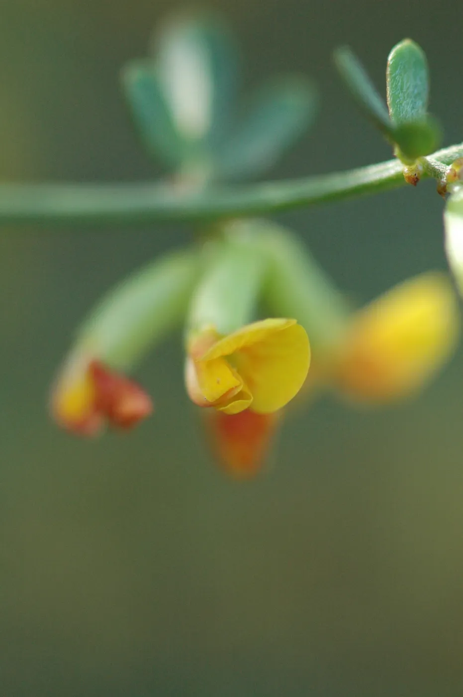 Lotus scoparius